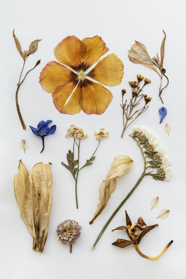 Découvrez les créations uniques de fleurs séchées de Nantes